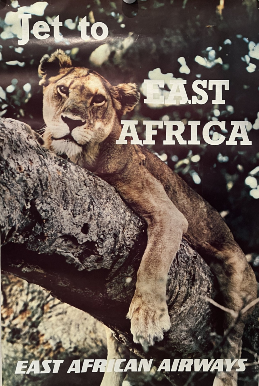 RARE Original 1960s East African Airways Travel Poster - Lioness - Pilot Estate