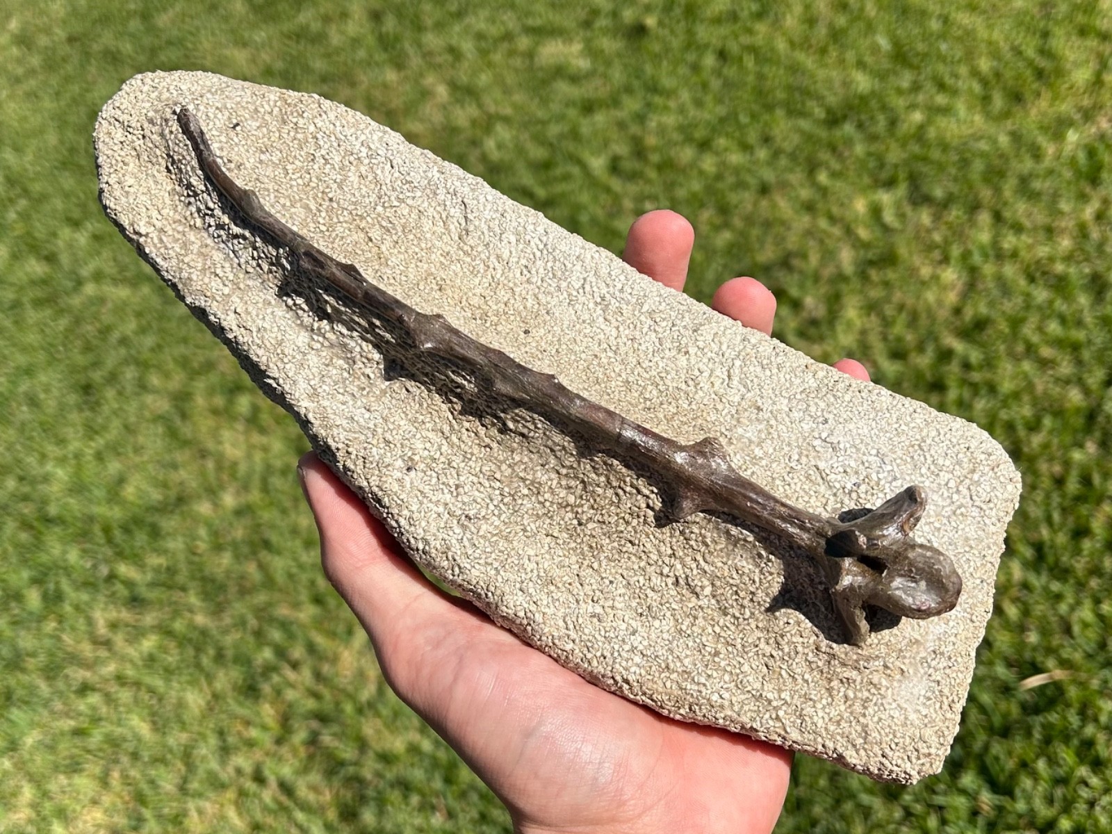 Edaphosaurus Sail Spine Fossil MUSEUM QUALITY Permian Reptile Dimetrodon Cousin