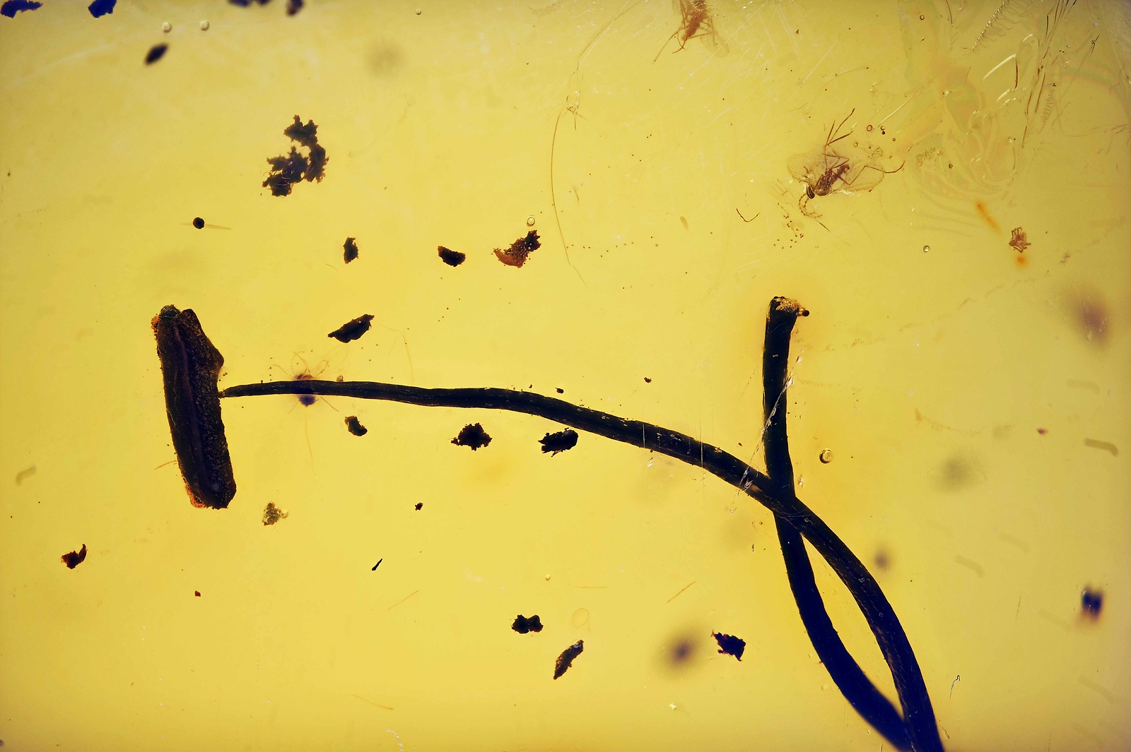Flower Stamen with pollen and 5 flies, Fossil Inclusion in Dominican Amber