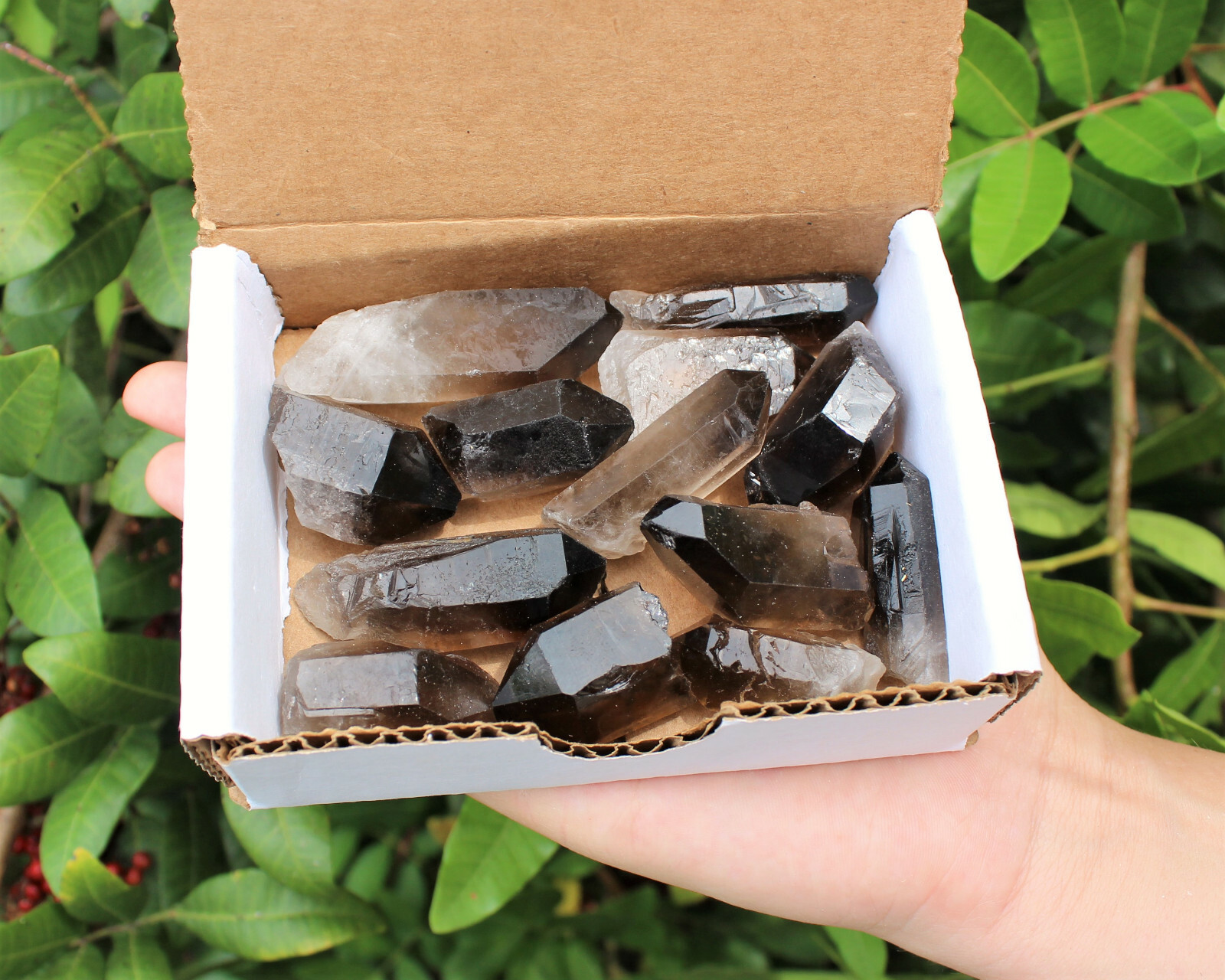 Smoky Quartz Points Crystal Collection 1/2 Lb Gift Box ('A' Grade Points)