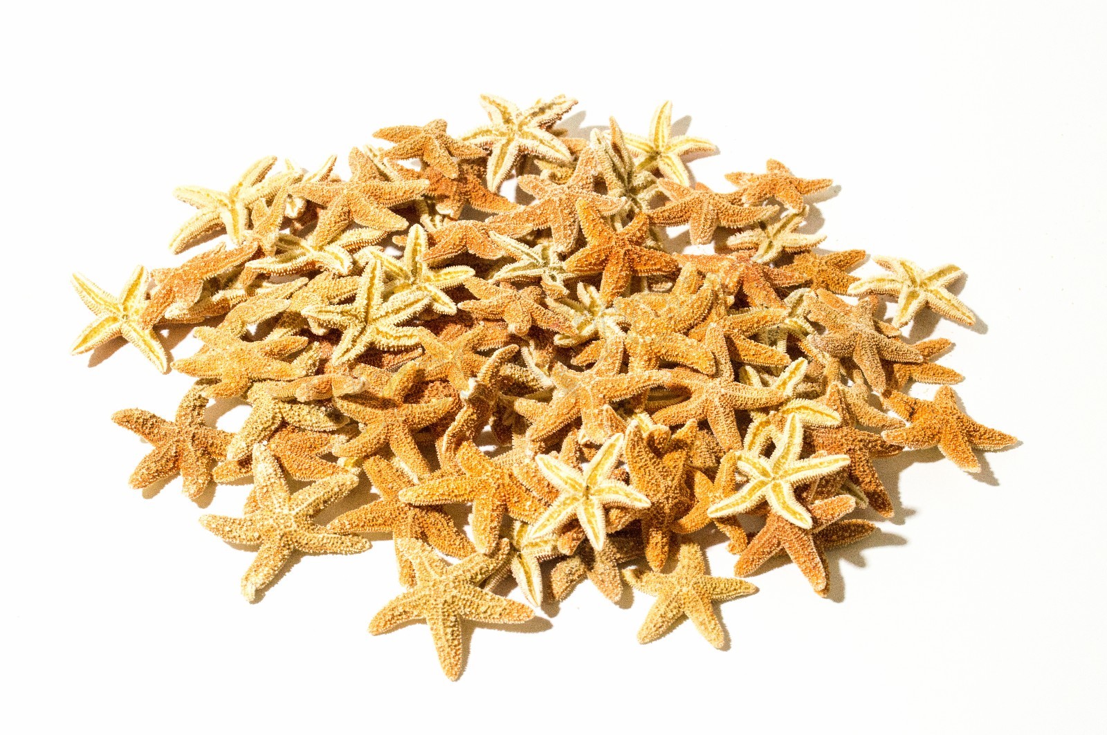 NessaStores- Sugar StarFish Sea Shell Wedding Real Craft 1 - 2