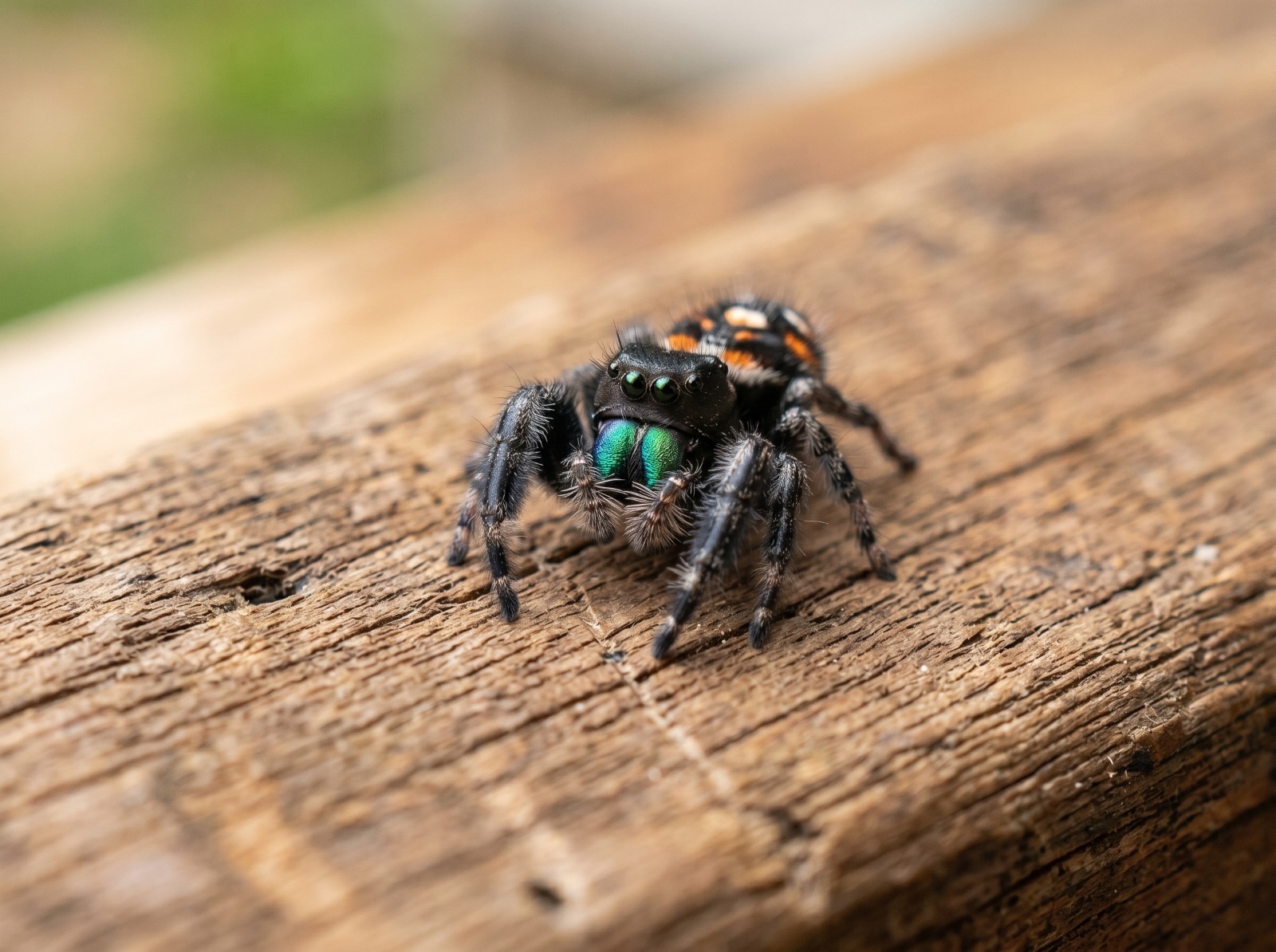 Bold Jumping Spider Sling I4 - I5. Juvenile Spider ( 2-3 Day Shipping )