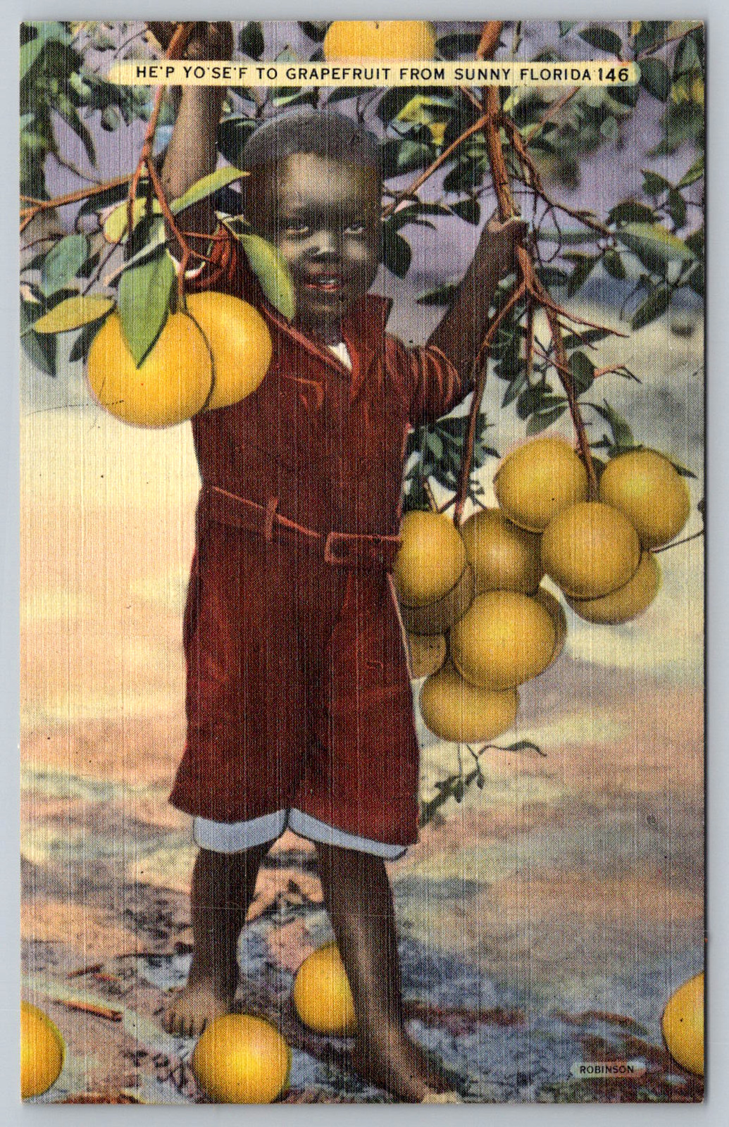c1940s Florida Grapefruit Grove Vintage Sunny Fruit Postcard