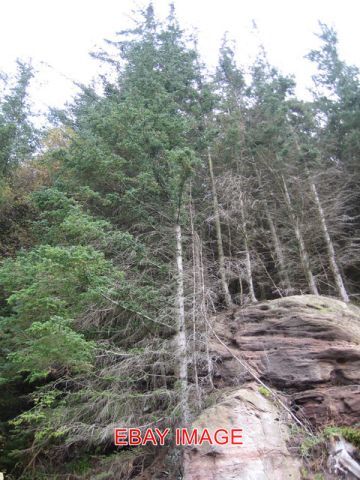 PHOTO  TREES AND ROCKS VERY TALL TREES VERY SHALLOW ROOTS 2007