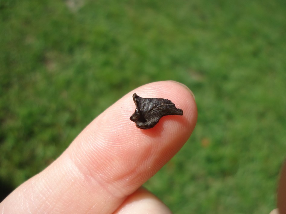 RARE COYOTE CLAW CORE FLORIDA FOSSILS ICE AGE EXTINCT BONES DIRE WOLF TOOTH FL @