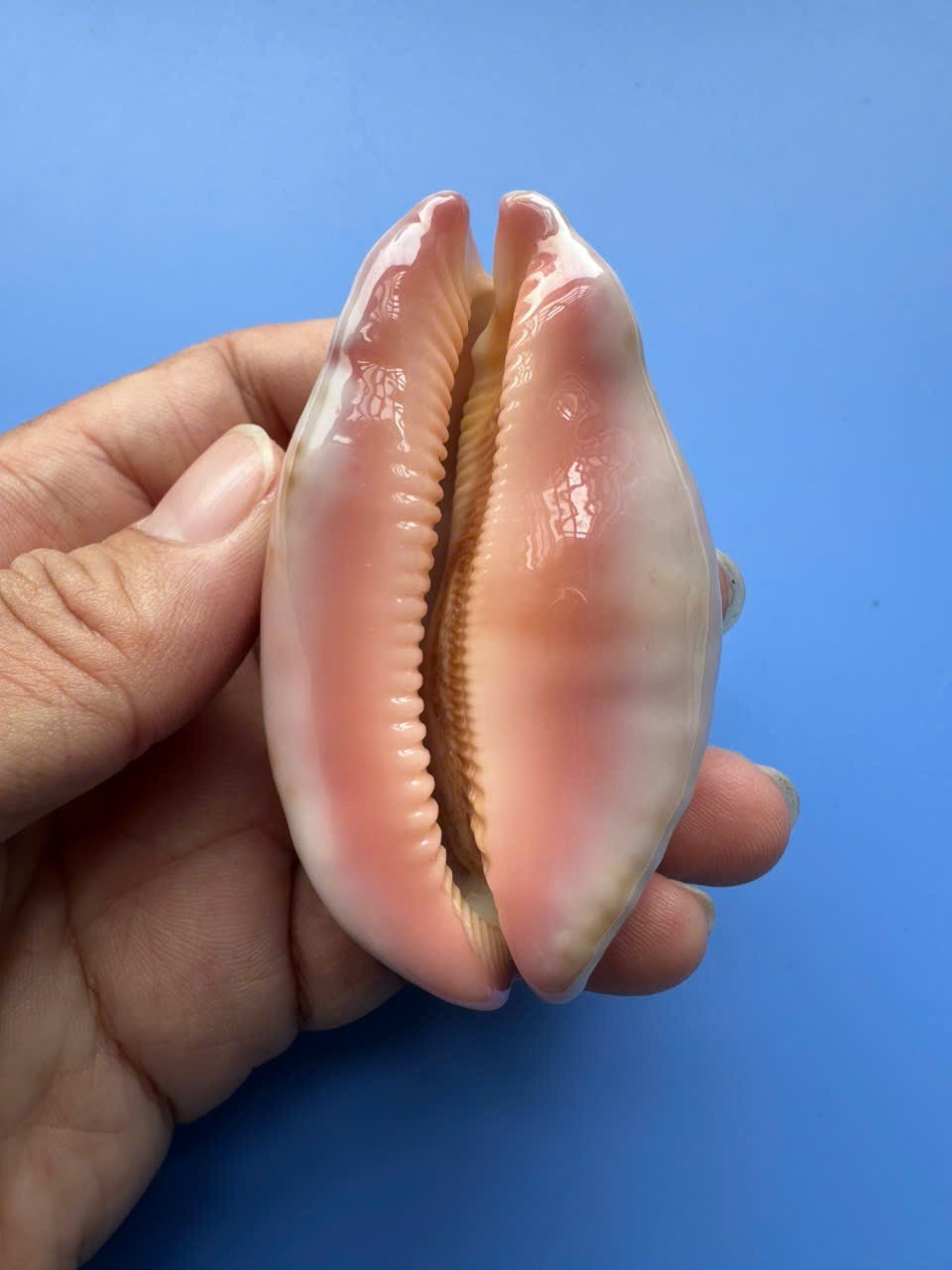71.1mm | Cypraea mappa |F+++ | Rostrated | Candle base | Nice pattern | RARE