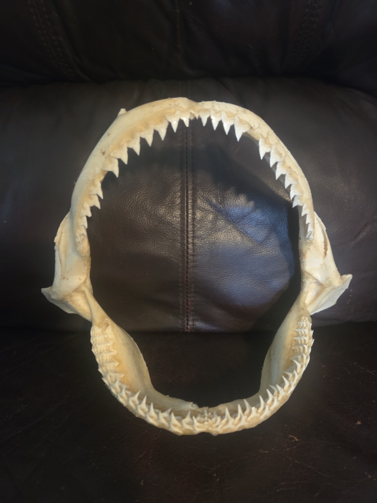 Monster Bull SHARK JAW Professionally Cleaned.  8 inches of real shark jaws