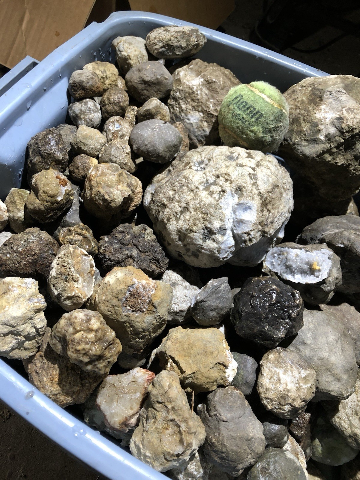 5lb Lot of Geodes from Keokuk Iowa Cleaned of Mississippi Mud-Unopened Nodules