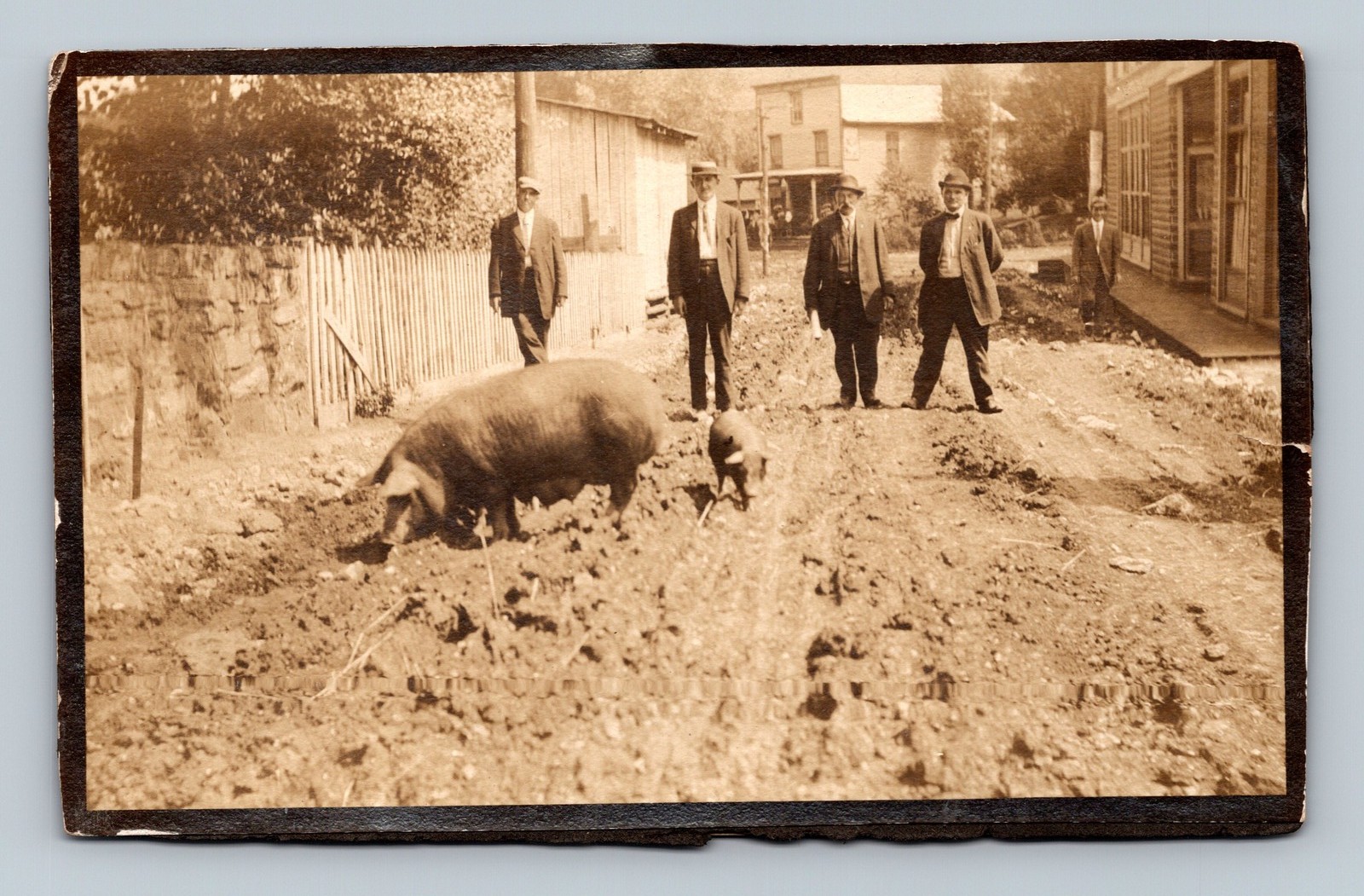 Antique RPPC Double Photo Men Pigs Survey Crew Logging Camp Oddity As Is