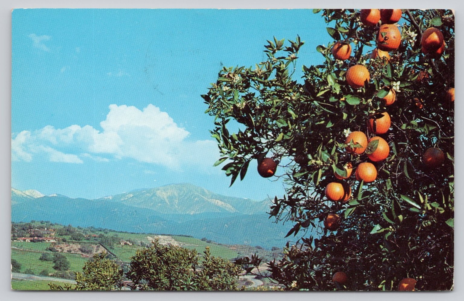 Vintage California Orange Grove Snow Mountains Glendale Postcard 1963