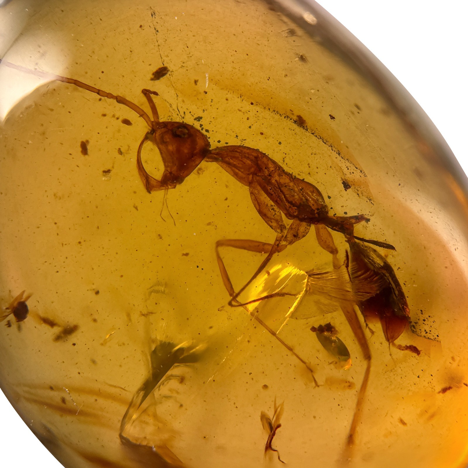 HELL ANT Haidomyrmex in Burmese / Burmite amber fossil / 100% genuine amber