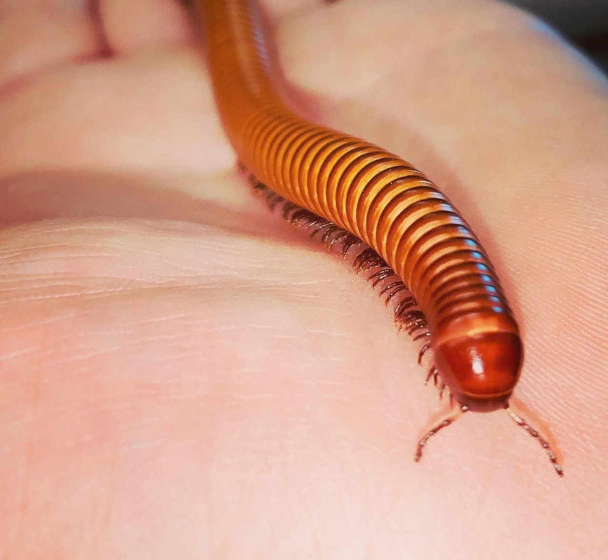 Giant Texas GOLDEN Millipede -  Brown and Yellow Banded Invertebrate   2 Count