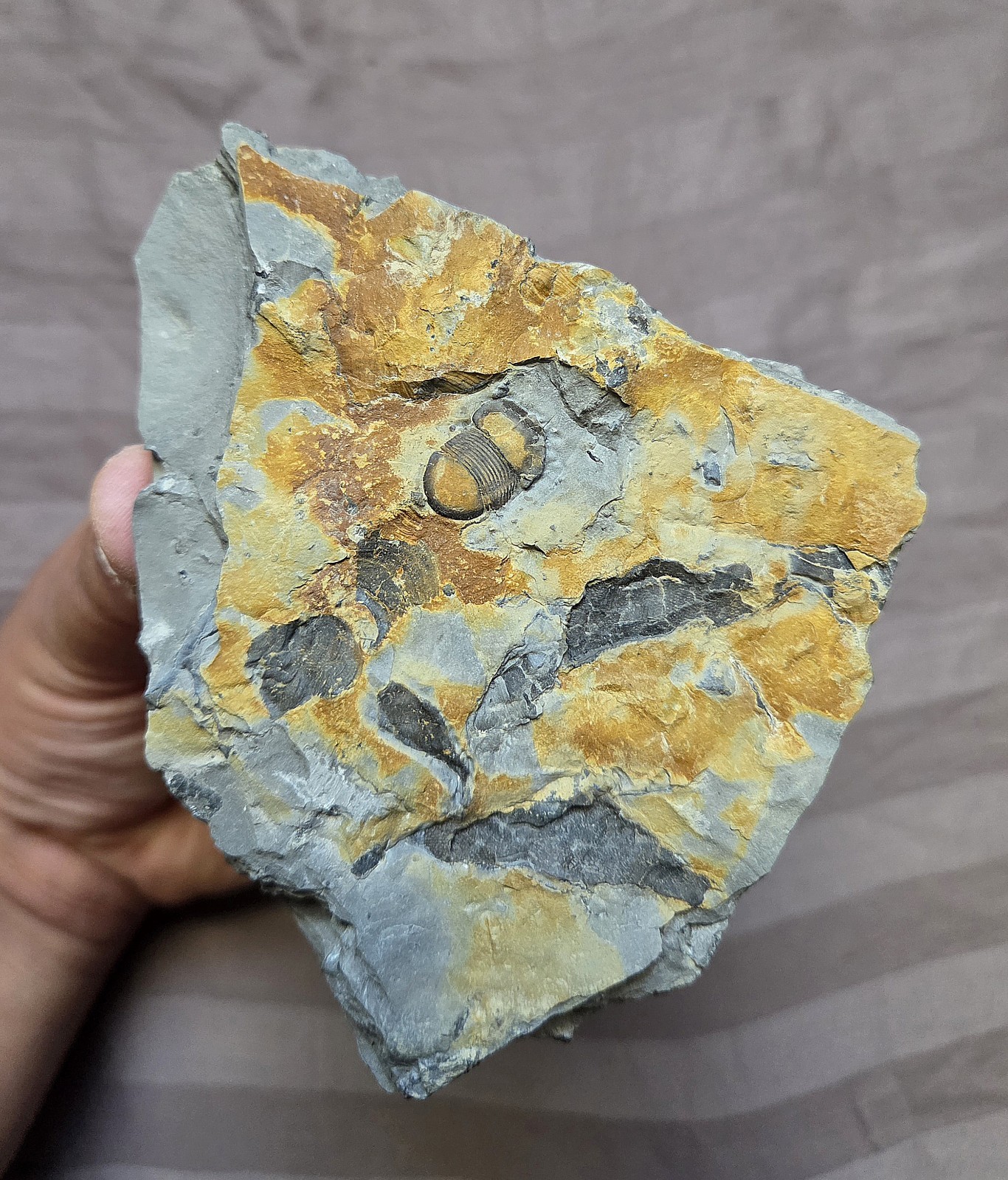 Rare Colorful Bumastus Ioxis Trilobite Fossil Rochester Shale New York