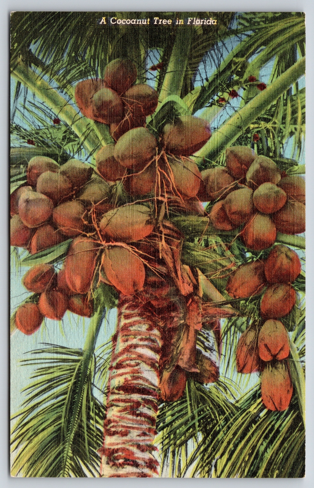 Florida~Cocoanut Tree~Coconut Water Used In Plant Tissue Culture~1941 Linen PC