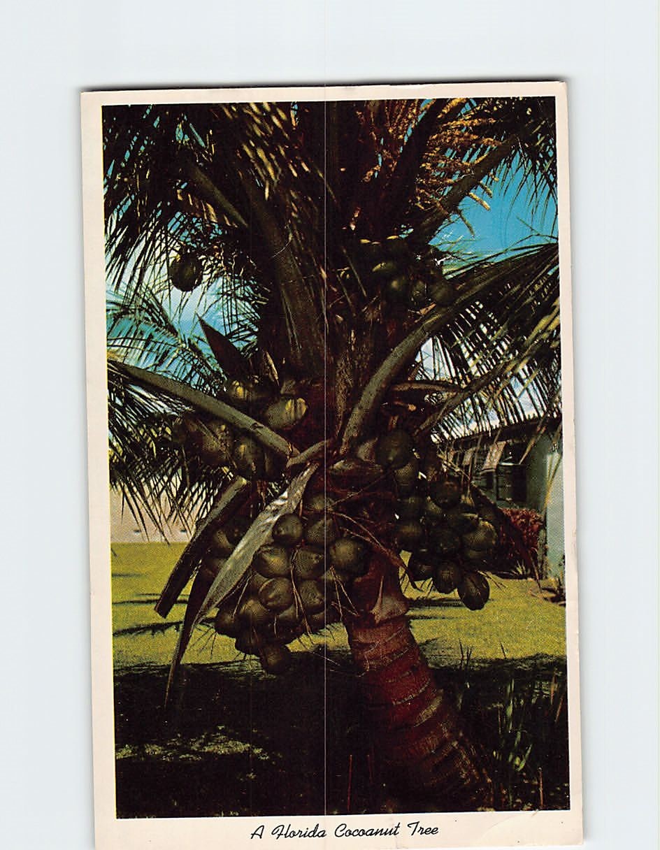 Coconut Tree in Florida  E-308516