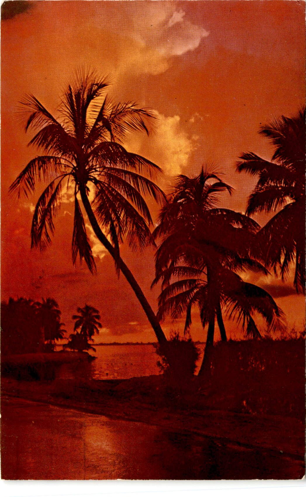 wedding Florida beautiful chic tropical bride groom ceremony reception Postcard