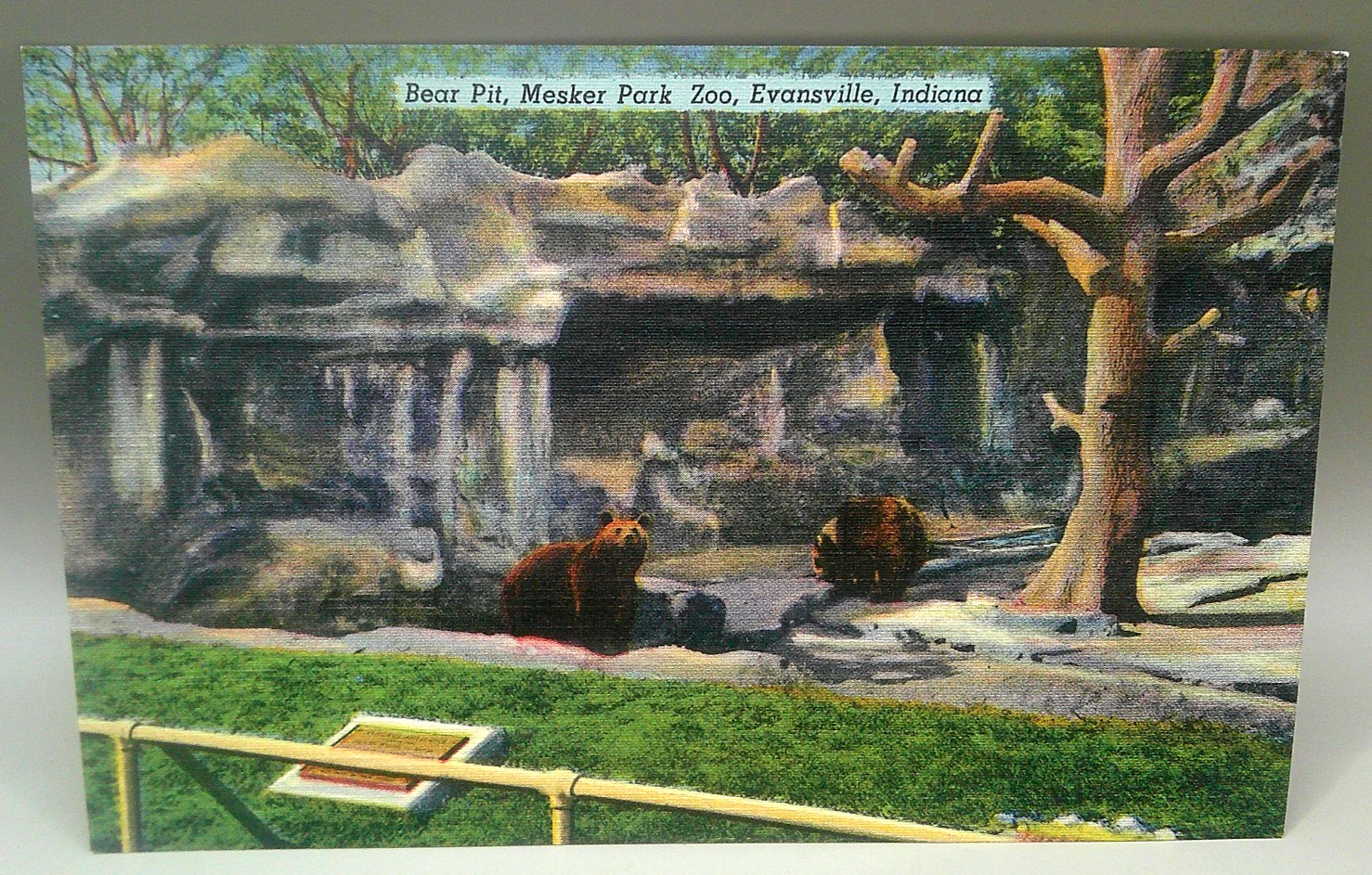 Mesker Park Zoo Bears Evansville IN Postcard Linen Vintage