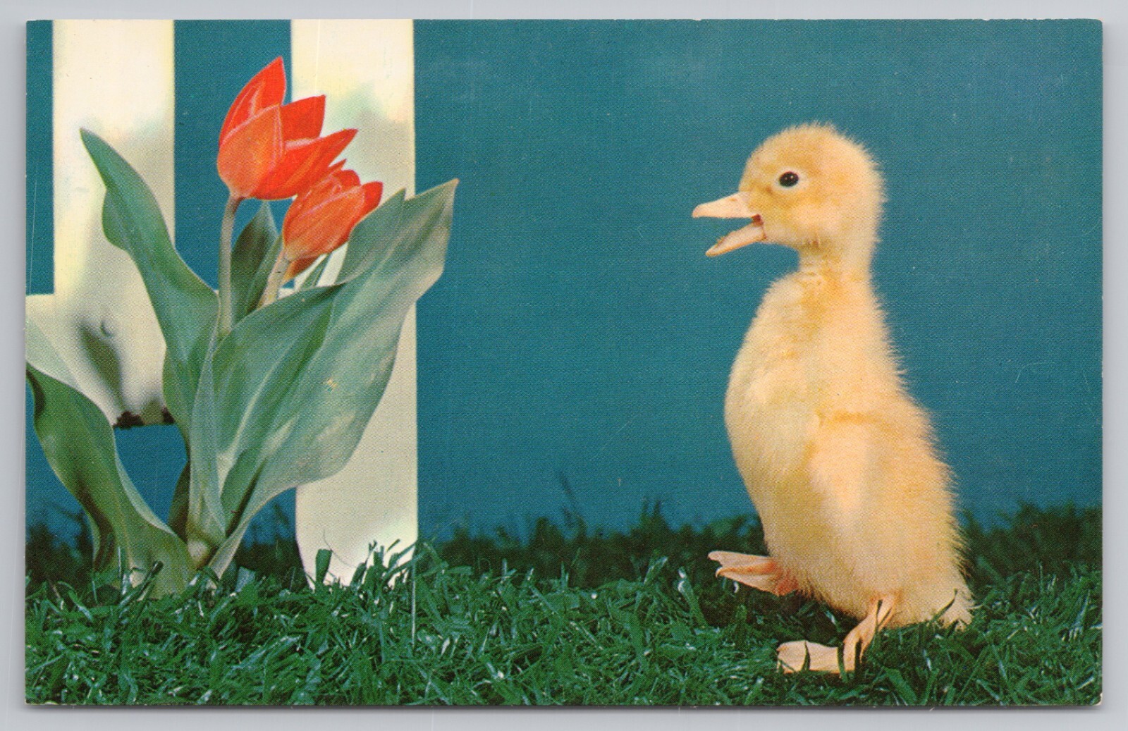 Nosey Aren\'t I Baby Duckling With Red Tulip c1960s Postcard