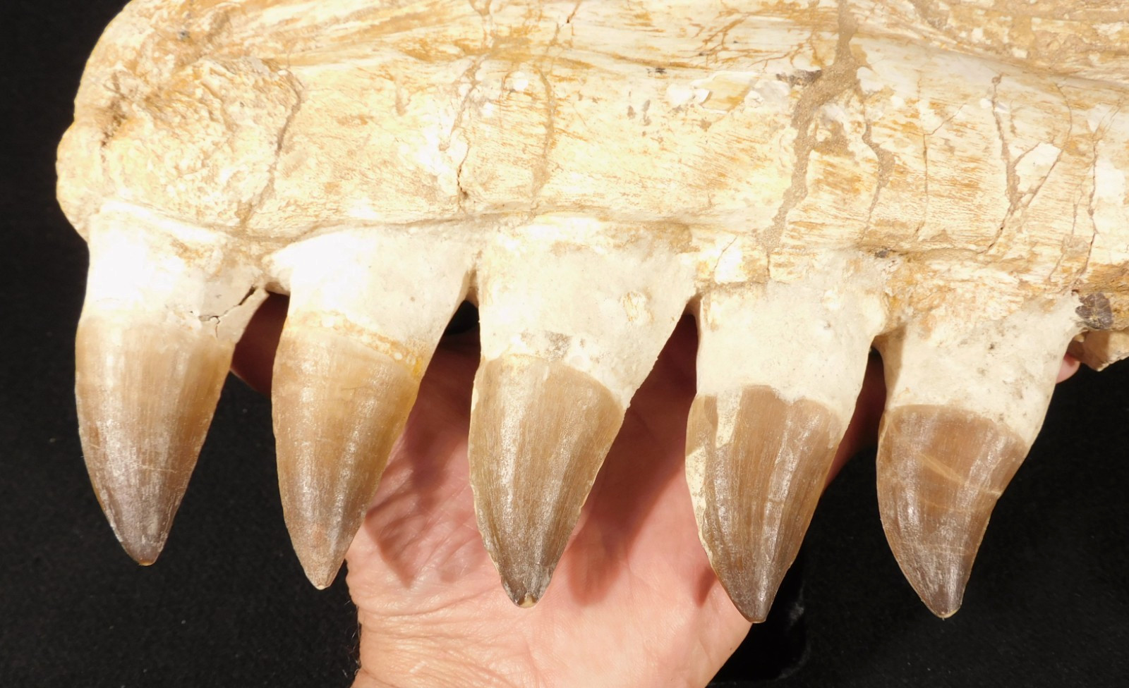 Huge Mosasaurus JAW Bone Fossil with FIVE TOOTH Fossils Morocco 2141gr