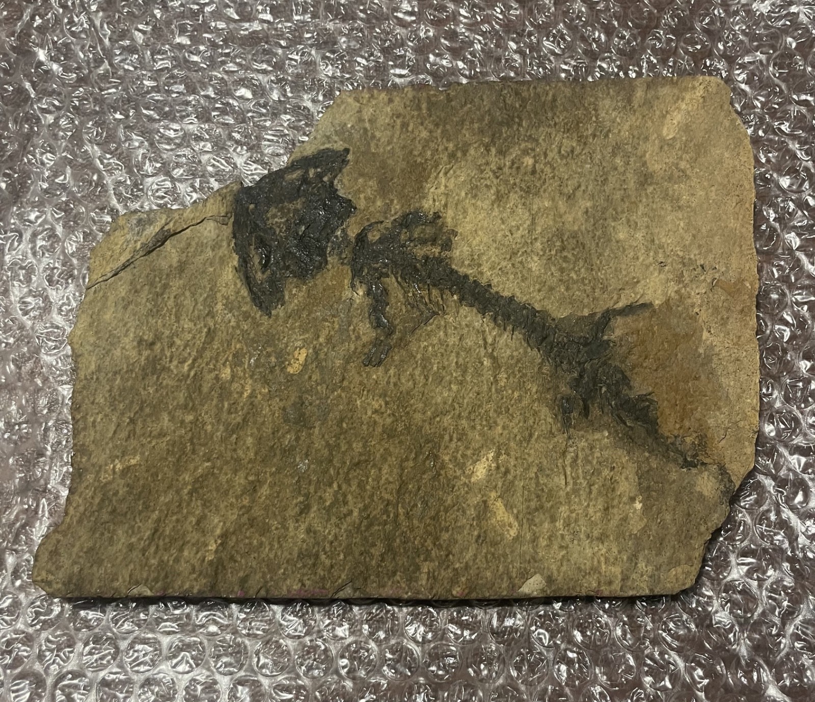 Discosauriscus pulcherrimus - Permian Fossil - Boskovice Basin Czech Republic