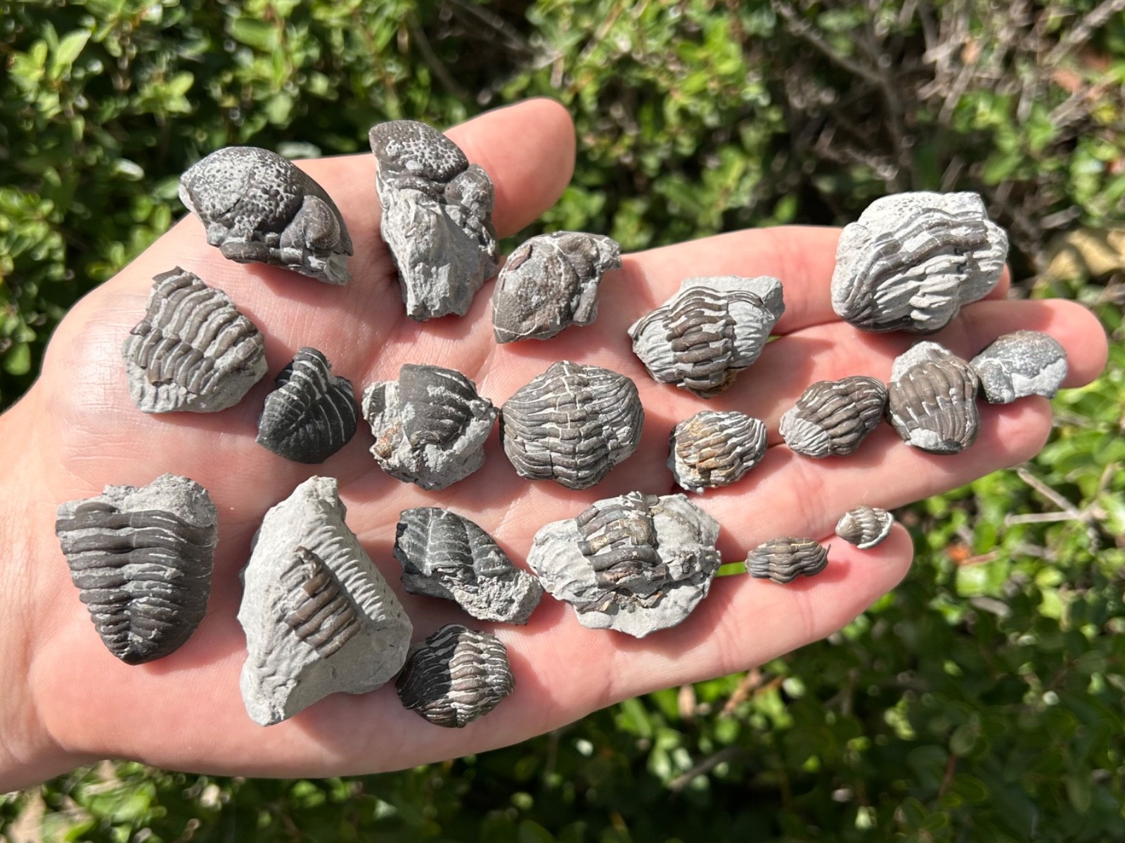 Ohio Fossil Trilobites Lot Eldredgeops rana (Phacops) Devonian Age Bug Sylvania