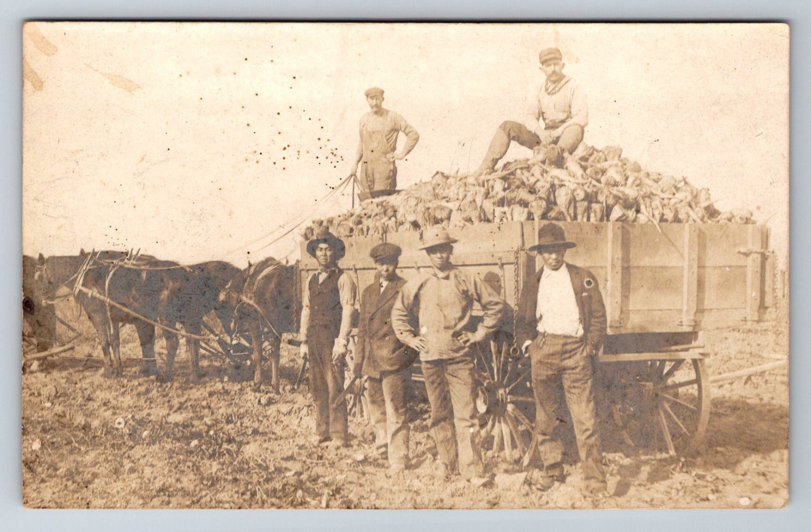 RPPC Postcard Sugar Beet Farming With Japanese Labor Workers c. 1910 Horse Wagon