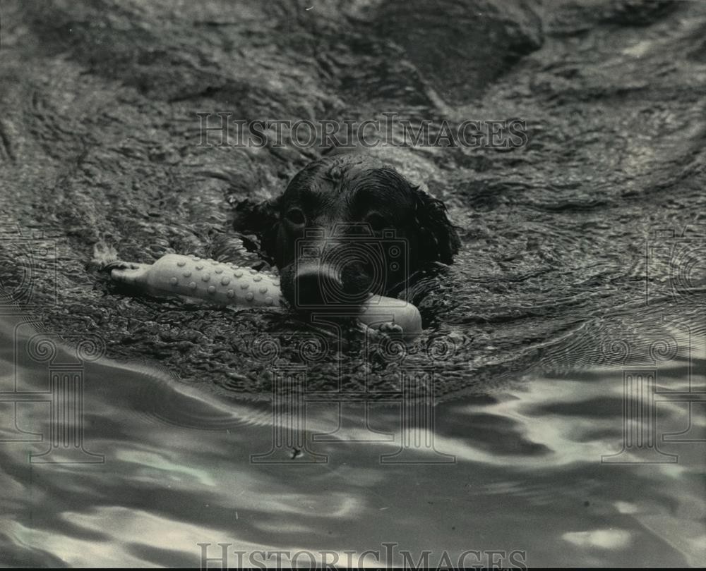 1984 Press Photo American Spaniel retrieving exercise in marshes of Wisconsin.