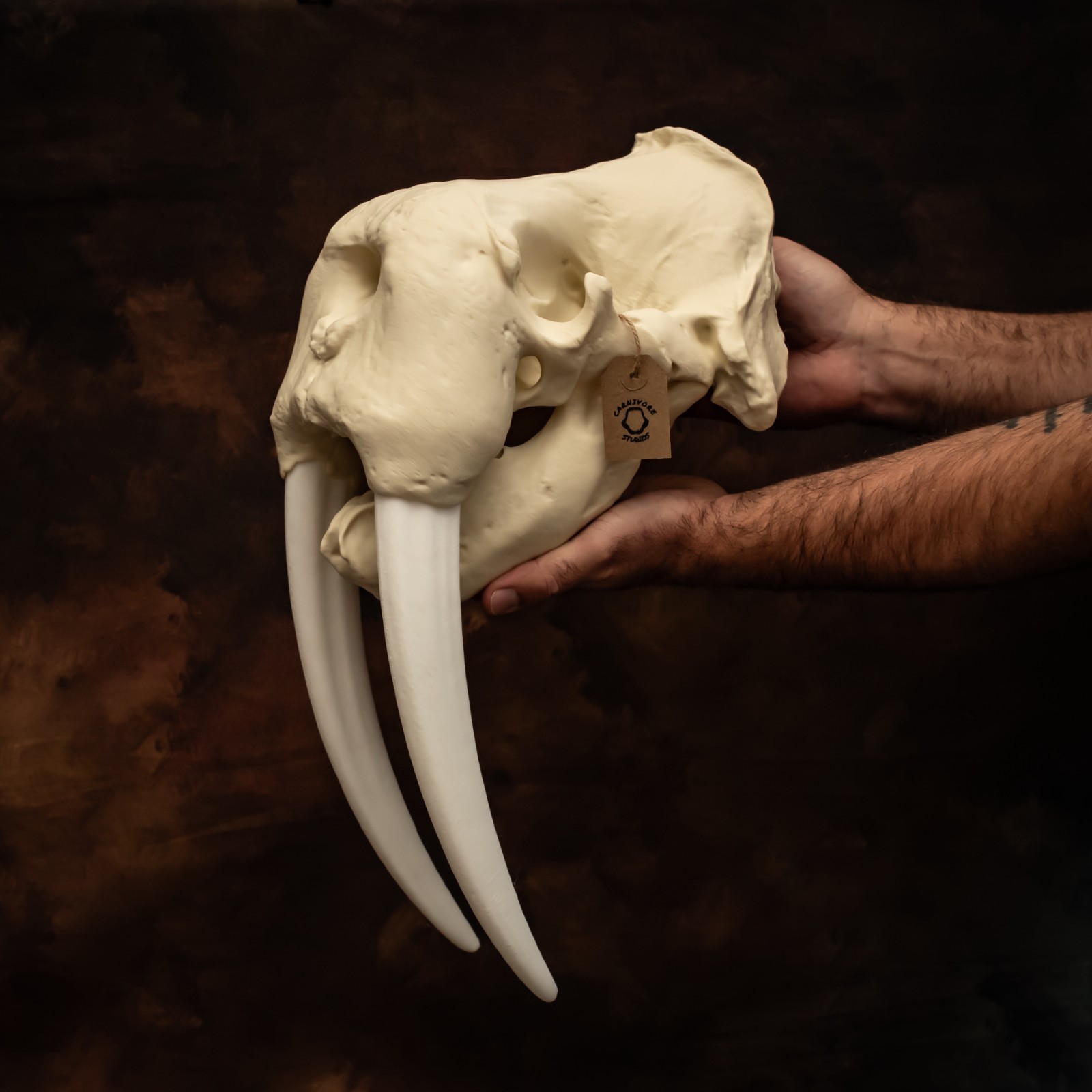 Walrus Skull Replica Life Size 18in Huge Marine Mammal Skull 12in Tusks