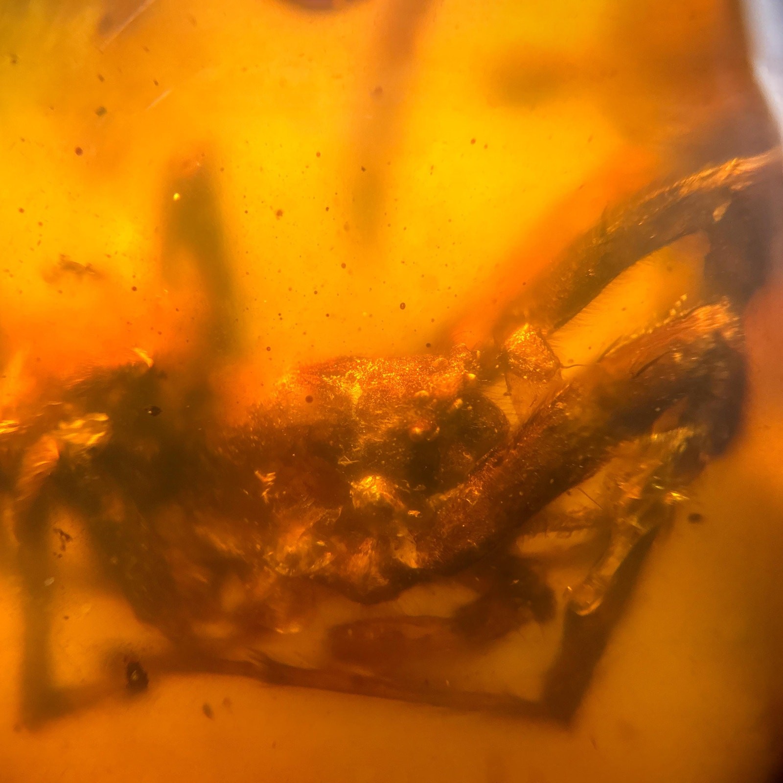 BIG SPIDER in Burmese / Burmite amber fossil / 100% genuine amber 