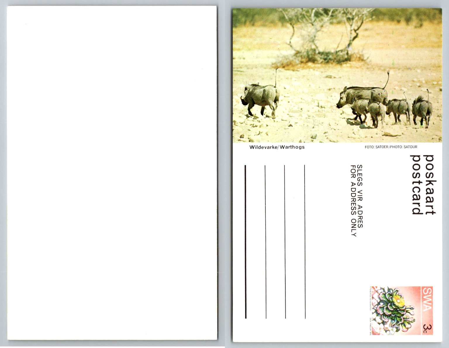 SWA South West Africa Warthogs Family Photo Postcard SATOUR Vintage Wildlife