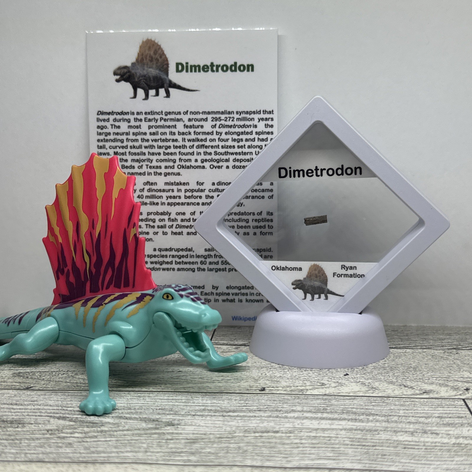 Dimetrodon Spine Section Fossil Pre Dinosaur with Toy and Case