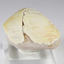 Rare Complete 25.52 g. OPALIZED CLAM FOSSIL - Australia (old collection) picture