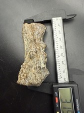 Deer Antler Fossil Ice Age Peace River Florida picture