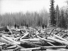 Photo Minnesota in 1937 look for a strong log to build a loading boom picture