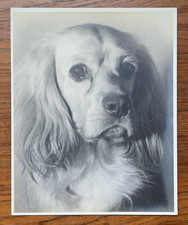 Vintage c1950s Stunning Dog Original Studio Photograph 8x10 | Cocker Spaniel? picture