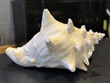 Huge Vintage Natural Sea Shell Conch Murex Display Specimen Coastal Beach Decor picture
