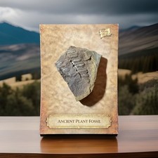 2026 Pieces Of The Past One Time Series Ancient Plant Fossil Relic Specimen picture