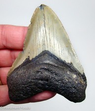 MEGALODON SHARK TOOTH  Real Fossil  3.75”  Sharks Teeth  - NO Restorations picture