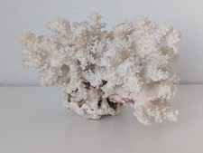 Vintage Natural Large Genuine White Coral Tree Specimen 8