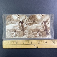 Cork Oaks Stripped Bark Stereoview Underwood & Underwood Spain 1904 Curved Mount picture