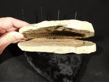 Big Super Nice MUSEUM Cambropallas Telesto TRILOBITE Fossil Morocco 1761gr picture