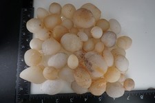 White Sheba - Cintamani - 1000g - More rare than Saffordite Tektite #BLK1 picture
