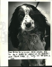 1987 Press Photo This is the River Parishes Pet of the week. She awaits adoption picture