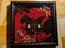8x8 Red And Black Real Butterfly Taxidermy Shadow Box picture
