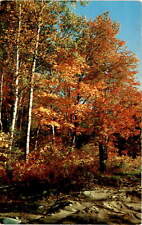 Vintage Fall Colors Postcard - $1091 picture