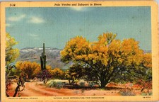 Palo Verdes Sahuaro In Bloom c1941 Linen Postcard picture