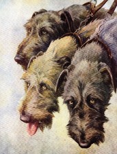 1930s Antique Irish Wolfhound Dog Print Nina Scott Langley Art Print 6876h picture