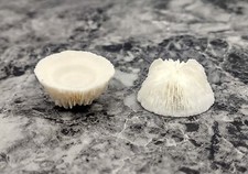 Mushroom Cupped Coral (2 corals approx. 1+ inches) picture