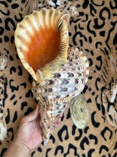 37.7cm | Triton Charonia with Operculum Trumpet Nice Vietnam Seashell picture