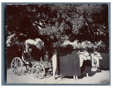 India, Jaipur, Cart pulled by a bullock vintage citrate print citrate print  picture